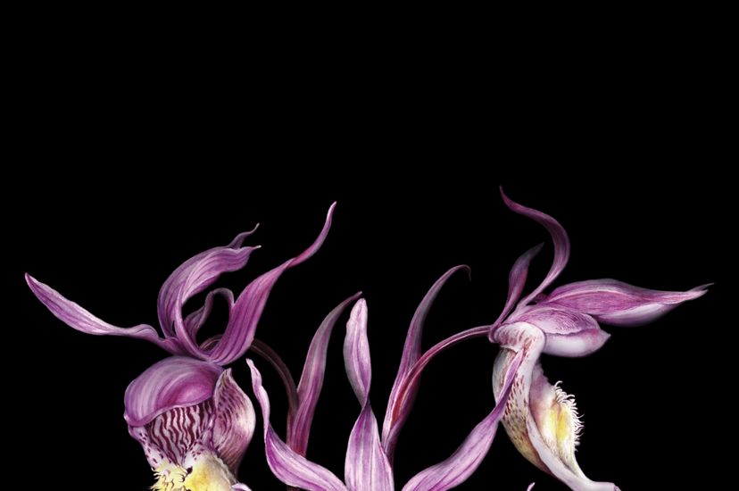 An illustration of a fairy slipper orchid.