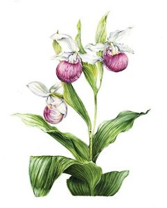 An illustration of a showy lady's slipper.