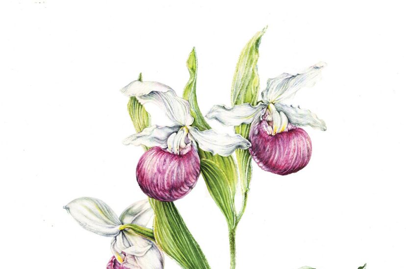 An illustration of a showy lady's slipper.