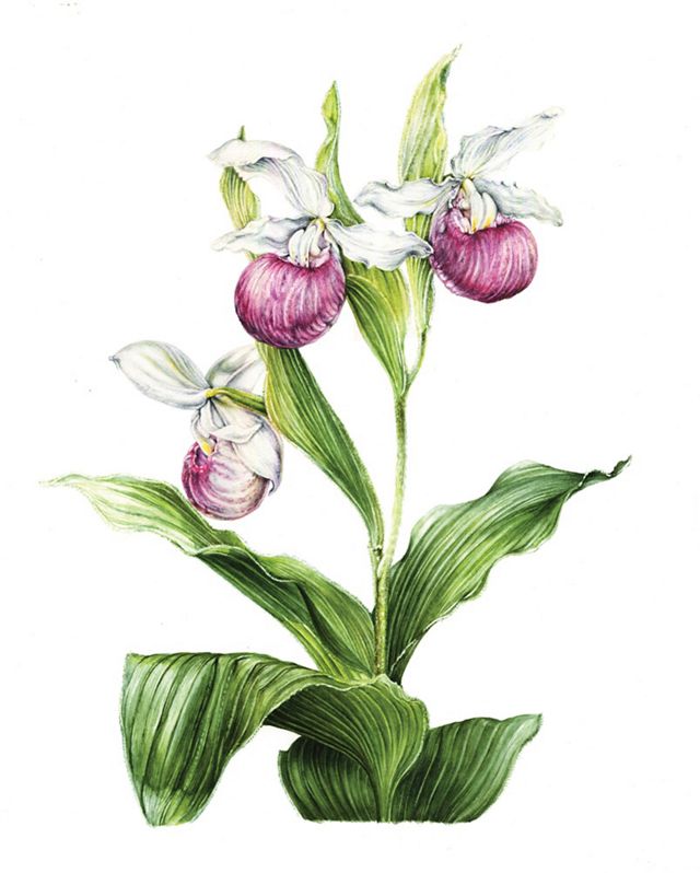 An illustration of a showy lady's slipper.