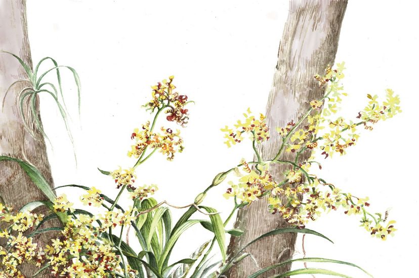 An illustration of a bee swarm orchid