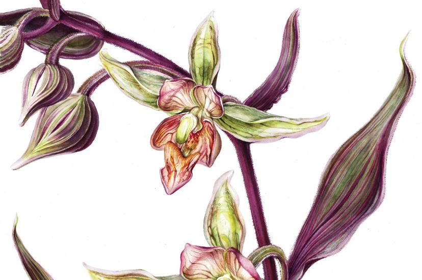Color illustration of Stream Orchid.