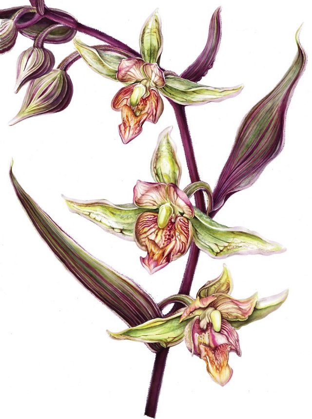 Color illustration of Stream Orchid.