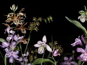 Any illustration of several kinds of orchids against a black background.