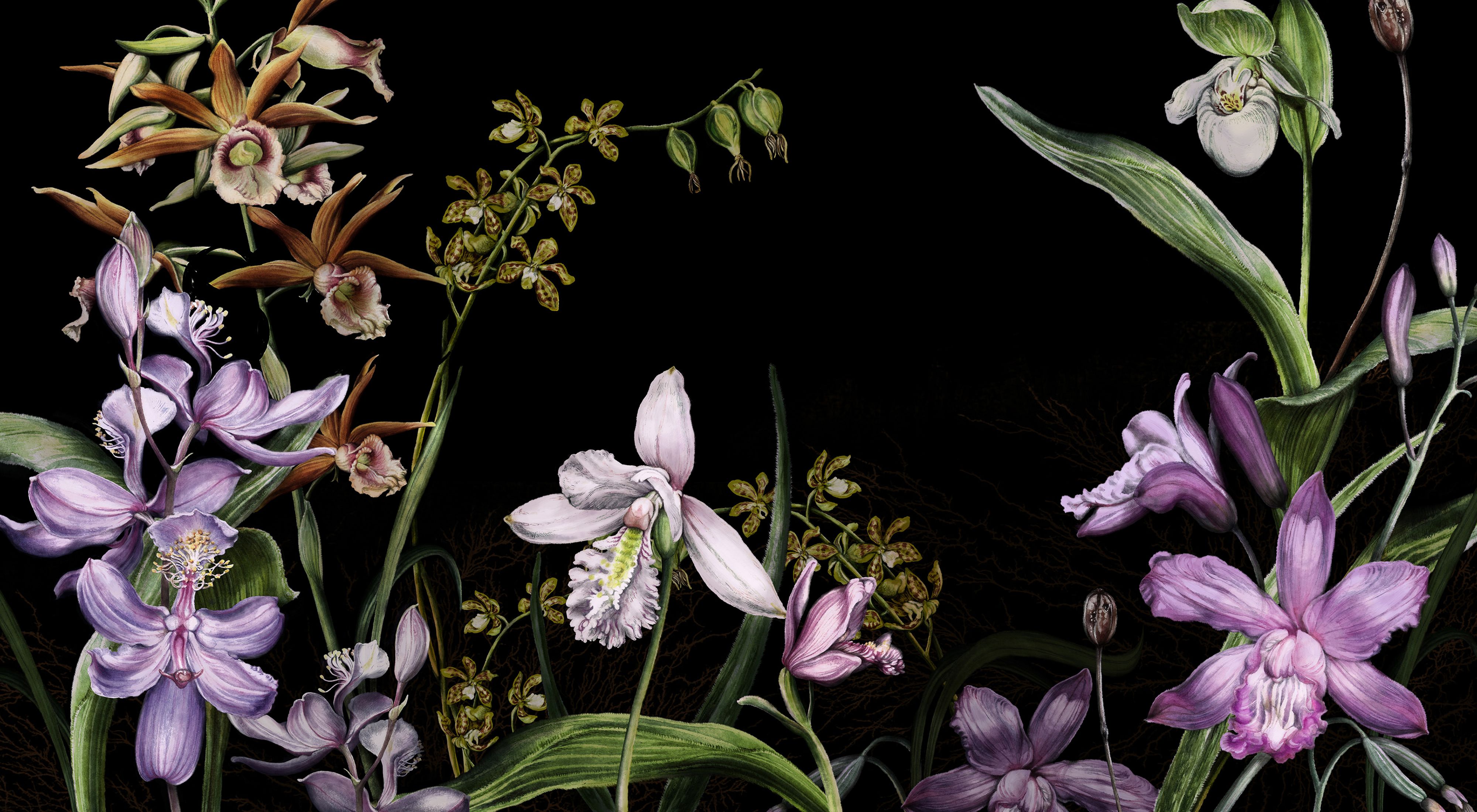 A color illustration of multiple species of orchids against a black background