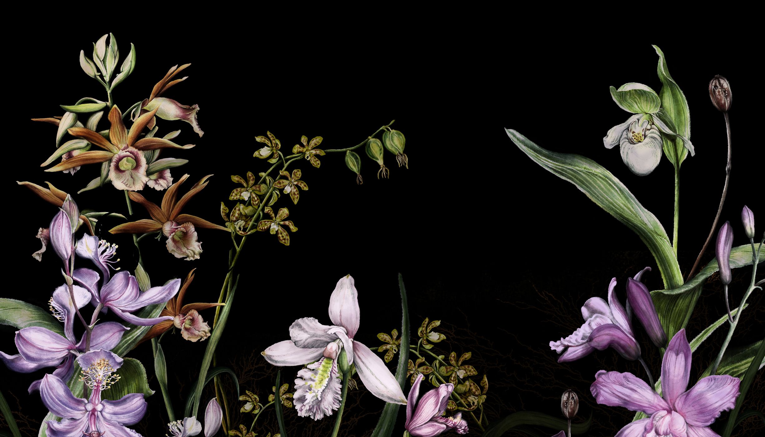 Any illustration of several kinds of orchids against a black background.
