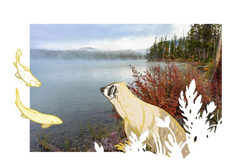 an illustrated badger and fish explore a lake and forest.