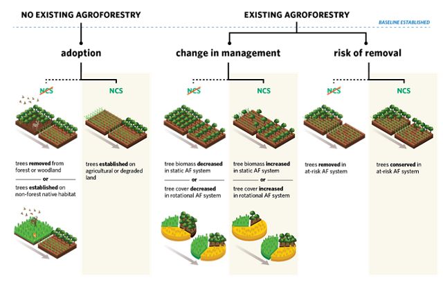 Infographic showing the decision process of introducing agroforestry.
