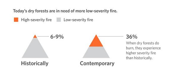 Today's dry forests are in need of more low-severity fire.