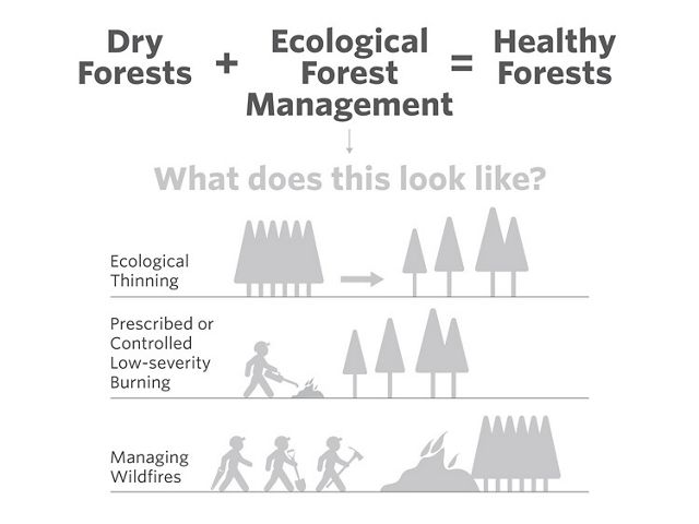 Dry Forests + Ecological Forest Management