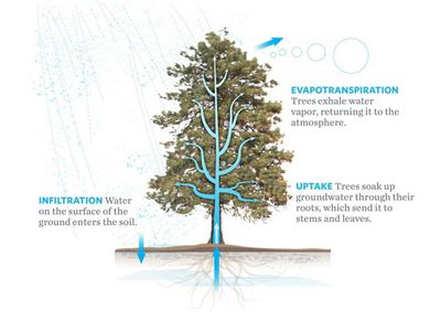 There are several pieces to the hydrologic puzzle of our dry forests in the Eastern Cascades. Trees draw water from the ground but they also transpire it as vapor. Overstocked forests may be a threat to water security as our climate grows hotter and drier.