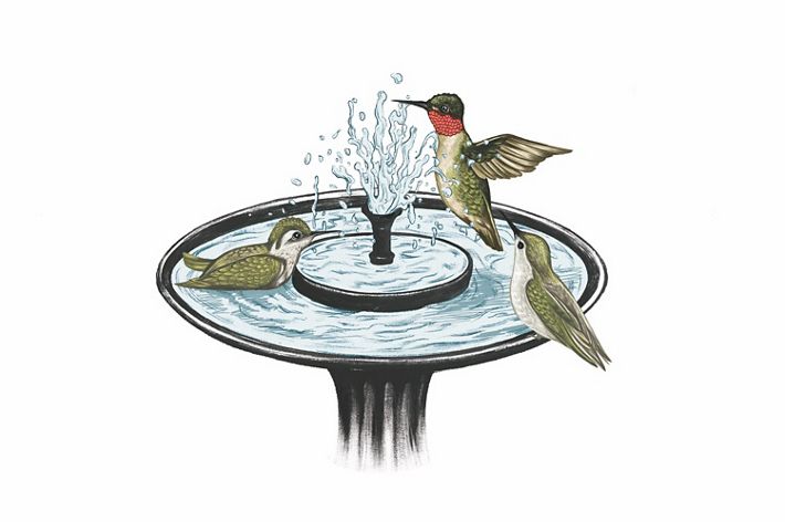 colibríes jugando y bañándose en una fuente para pájaros.