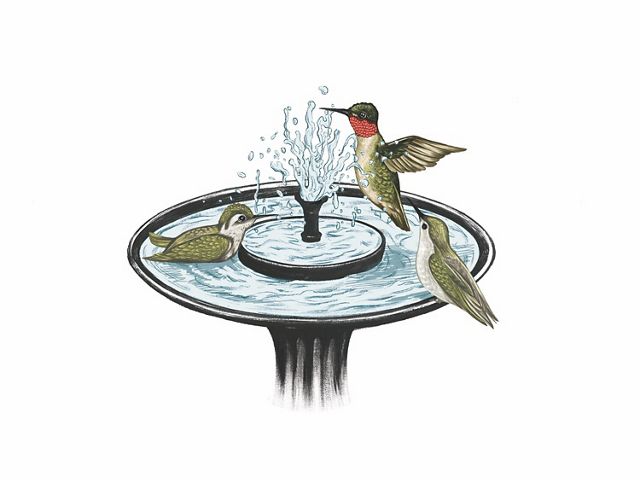 hummingbirds playing and bathing in a birdbath