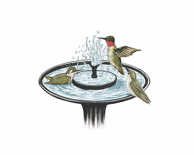 hummingbirds playing and bathing in a birdbath.