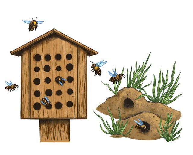 casas de abejas y hábitat de abejas nativas jardín polinizador de bricolaje.