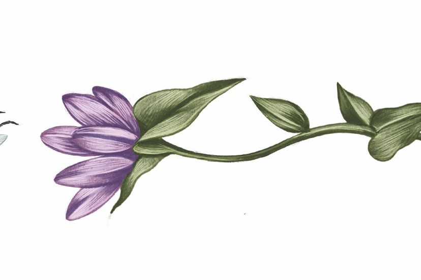 A color illustration of a bee and a flower