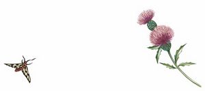 A color illustration of an insect and thistle.