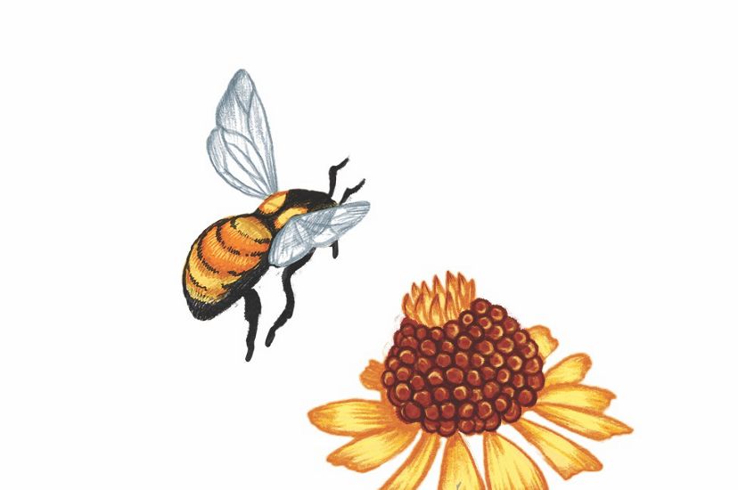 A color illustration of a bee and flowers