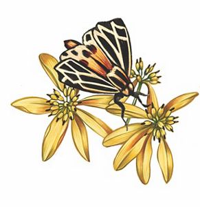 A color illustration of a moth and yellow flowers.