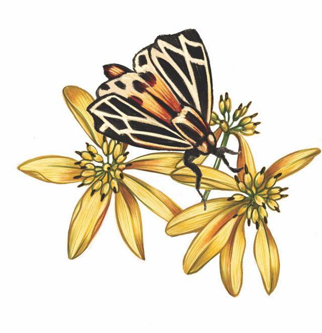 A color illustration of a moth and yellow flowers