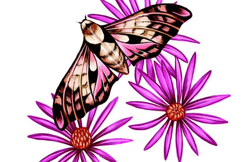 A color illustration of a moth and purple flowers