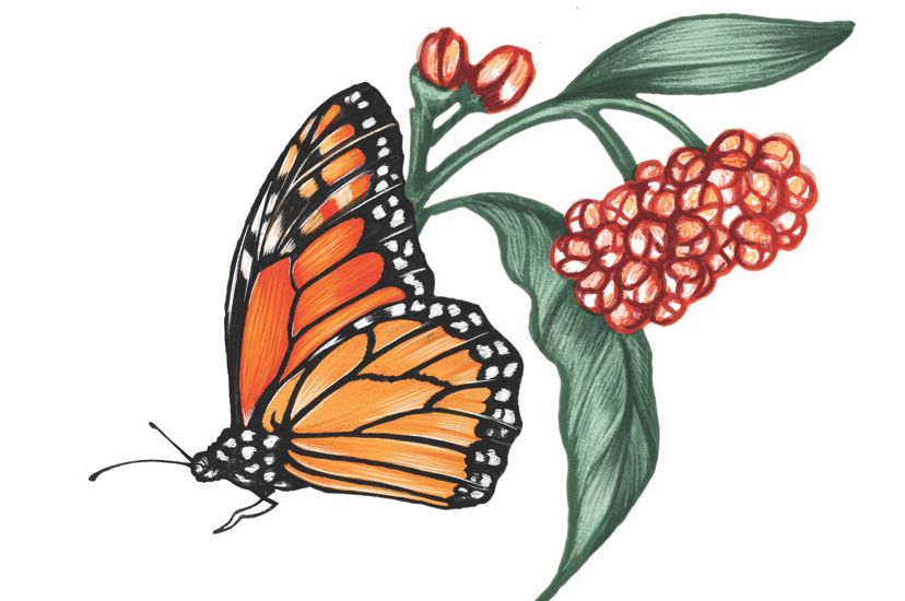 A color illustration of a monarch butterfly and flowers