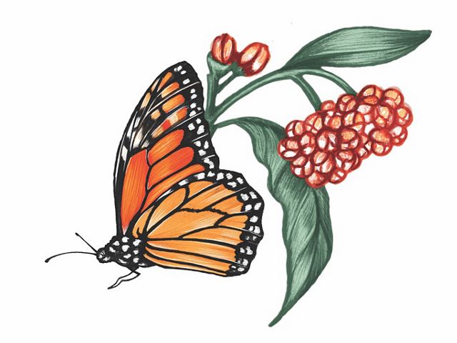 A color illustration of a monarch butterfly and flowers