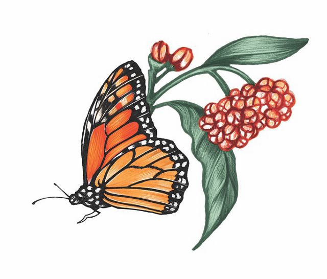 A color illustration of a monarch butterfly and flowers.