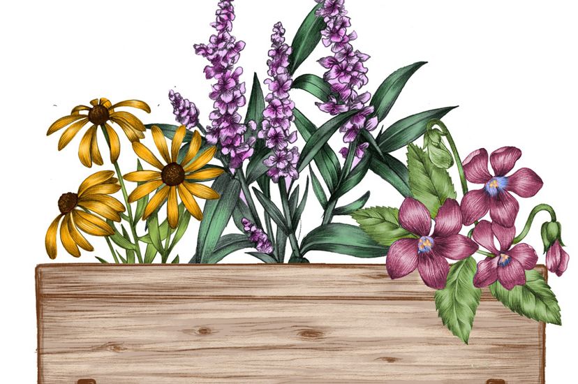A color illustration of a flowerbox full of flowers