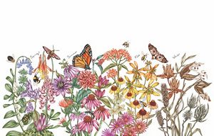an illustration of a pollinator garden. 