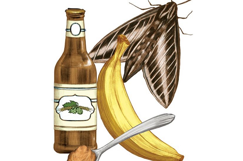moth banana bottle of beer and spoonful of brown sugar for moth friendly paste