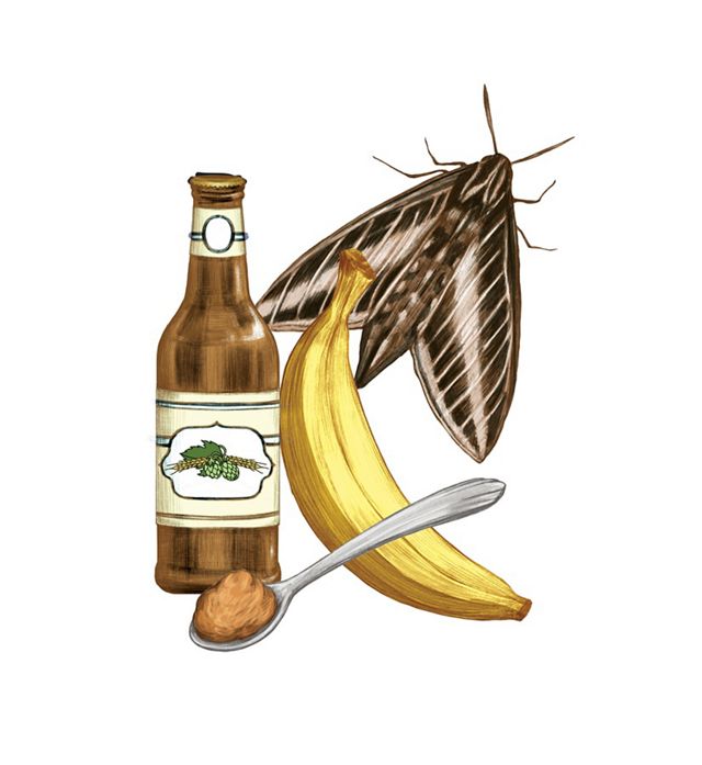 moth banana bottle of beer and spoonful of brown sugar for moth friendly paste.