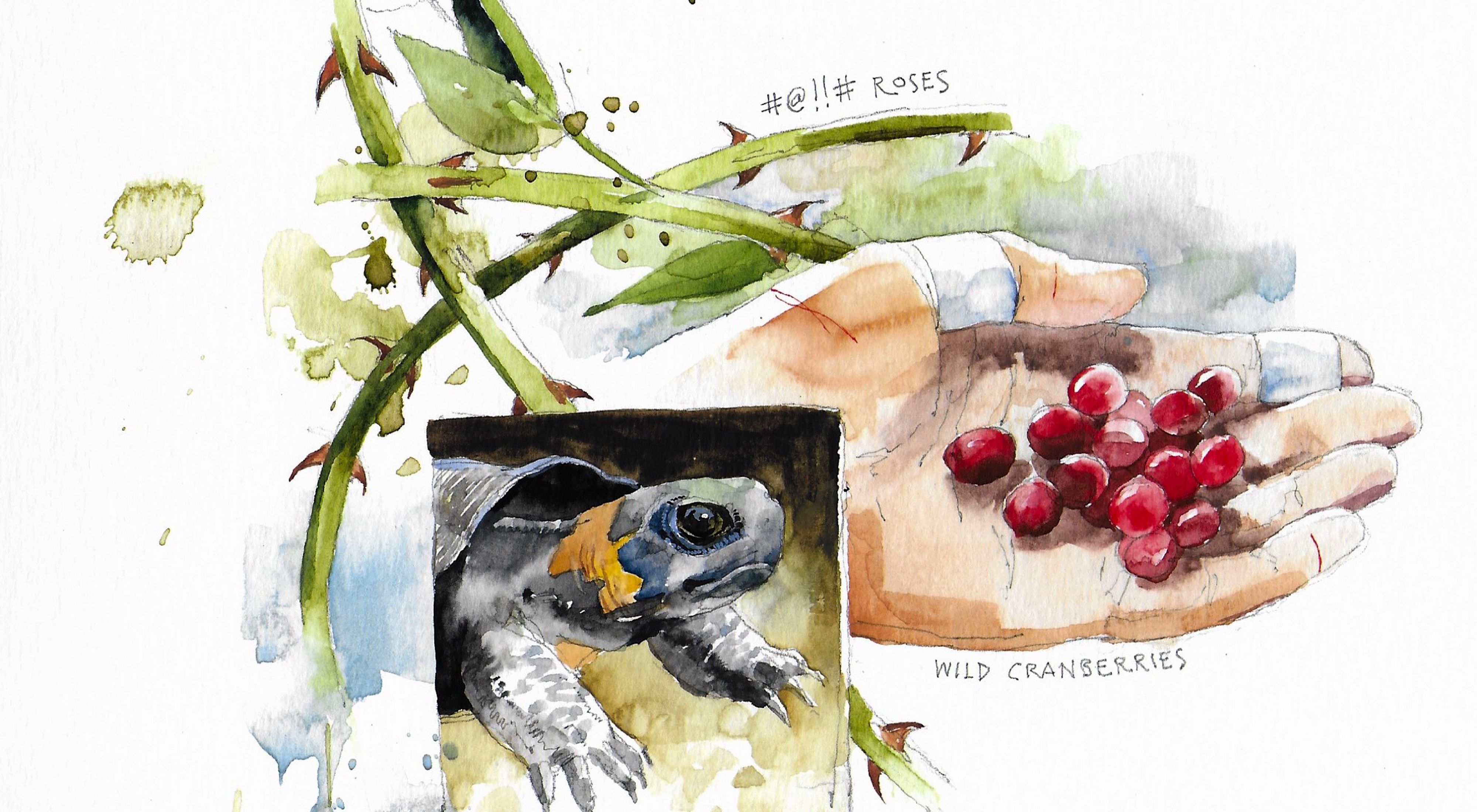 An illustration shows thorns, berries and a turtle from a Tennessee bog