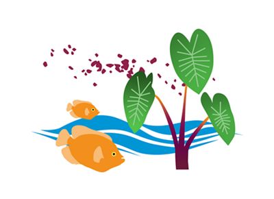 illustration of island outlines with taro plant & fish