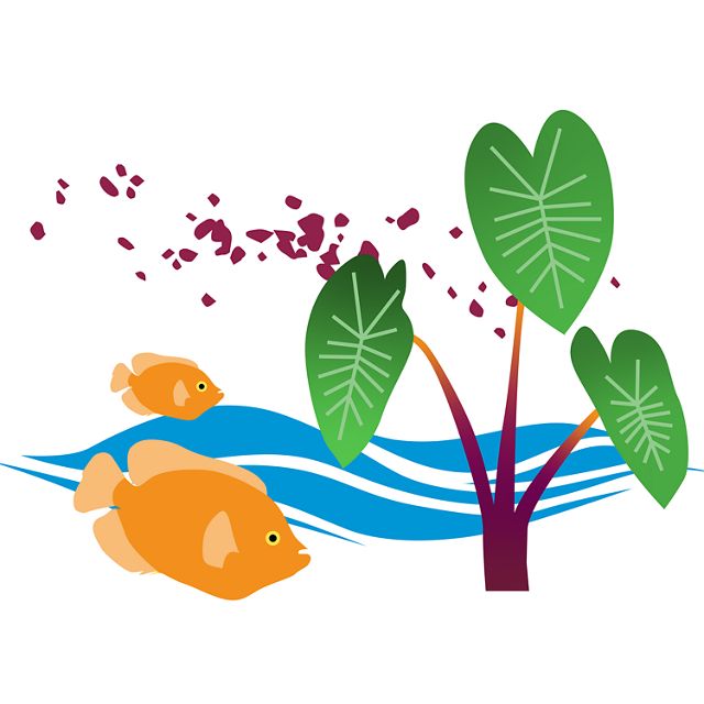 illustration of island outlines with taro plant & fish