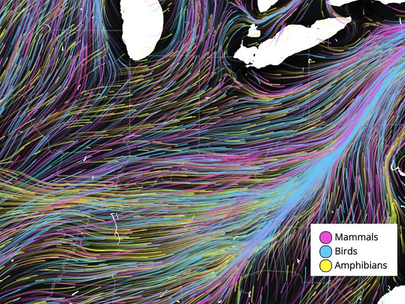 Graphic showing a map outline of the Eastern and Central US with multi-colored lines converging into a migration corridor running along the spine of the Appalachian Mountains.