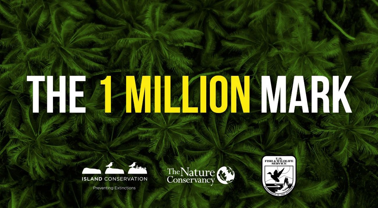 Aerial view of palm trees with graphics that say The 1 Million Mark.