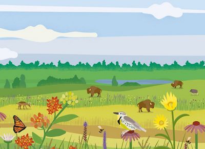 Illustration of birds, fish, squirrels and deer among the trees, water and soil.