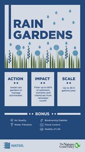 Rain gardens, which are installed/planted to manage stormwater, can filter up to 80% of pollution from rainwater runoff, with the average garden filtering up to 36,000 gallons of water per year.