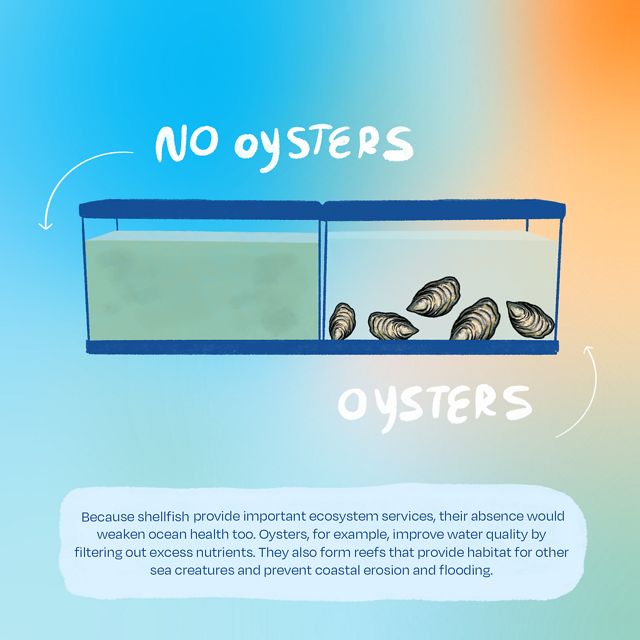 A picture of two tanks of water. The one on the left has dirty water, and is labeled "no oysters." The one on the right has clean water and contains oysters, and is labeled "oysters."
