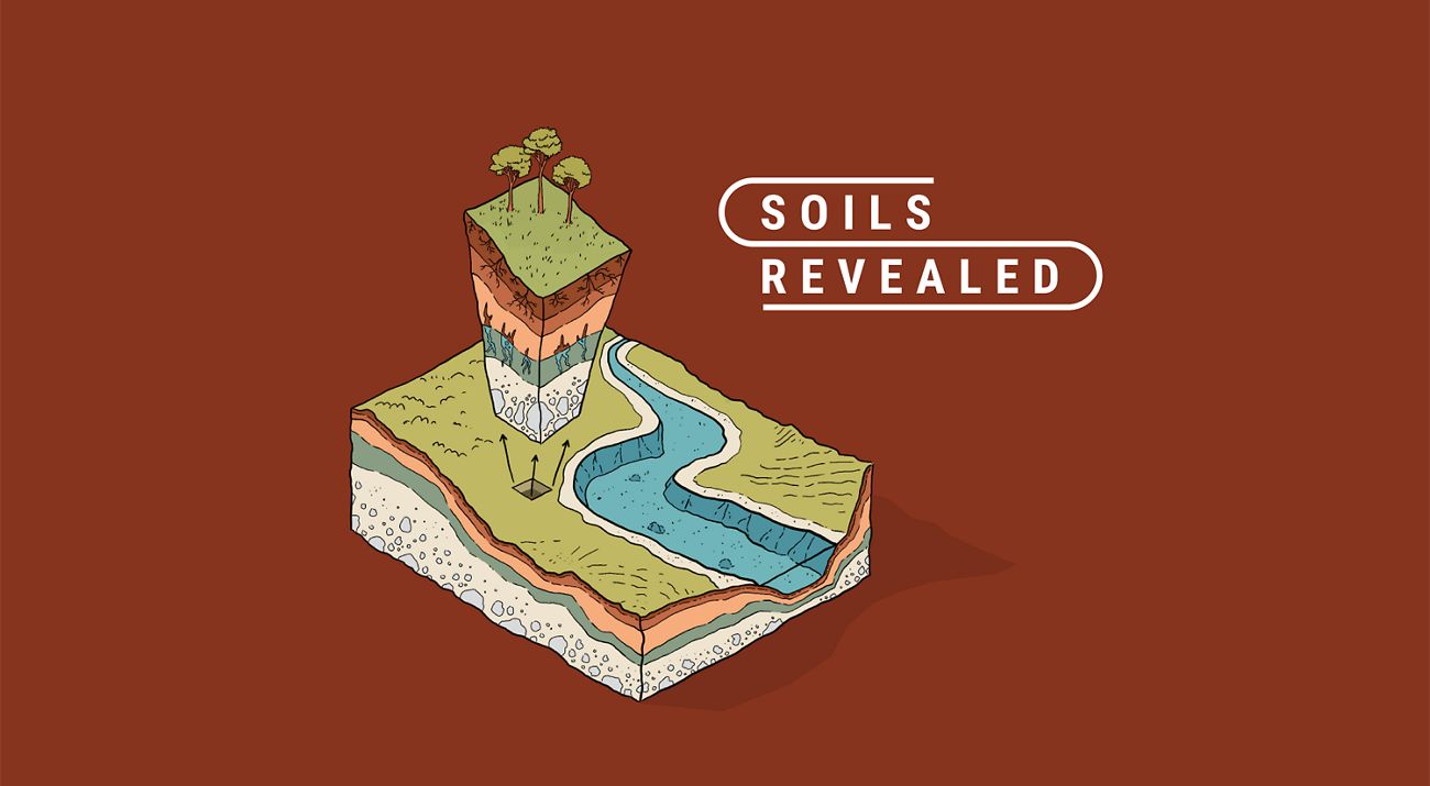 An illustration of a crosscut of soil layers