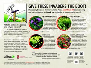 Invasive Plants in Wisconsin The Nature Conservancy