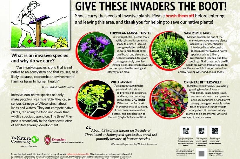 Invasive Plants in Wisconsin | The Nature Conservancy