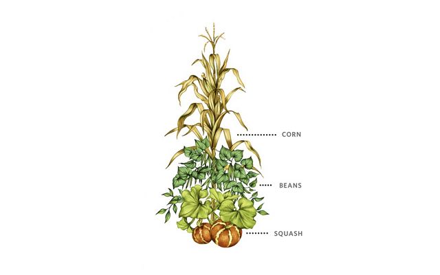 A color illustrations shows corn planted with beans and squash
