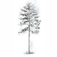 longleaf pine tree