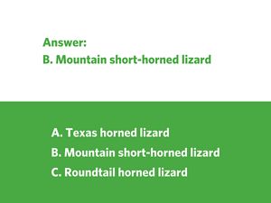 A smal lizard with rough brown and grey scales with spikes.