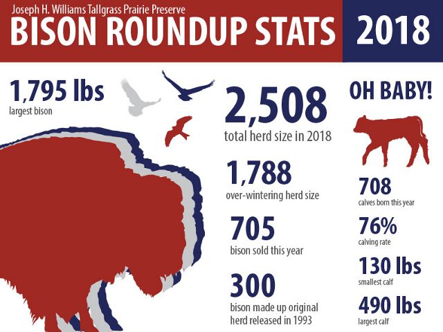 Results from the 2018 Bison Roundup at Tallgrass Prairie Preserve in Pawhuska, OK.