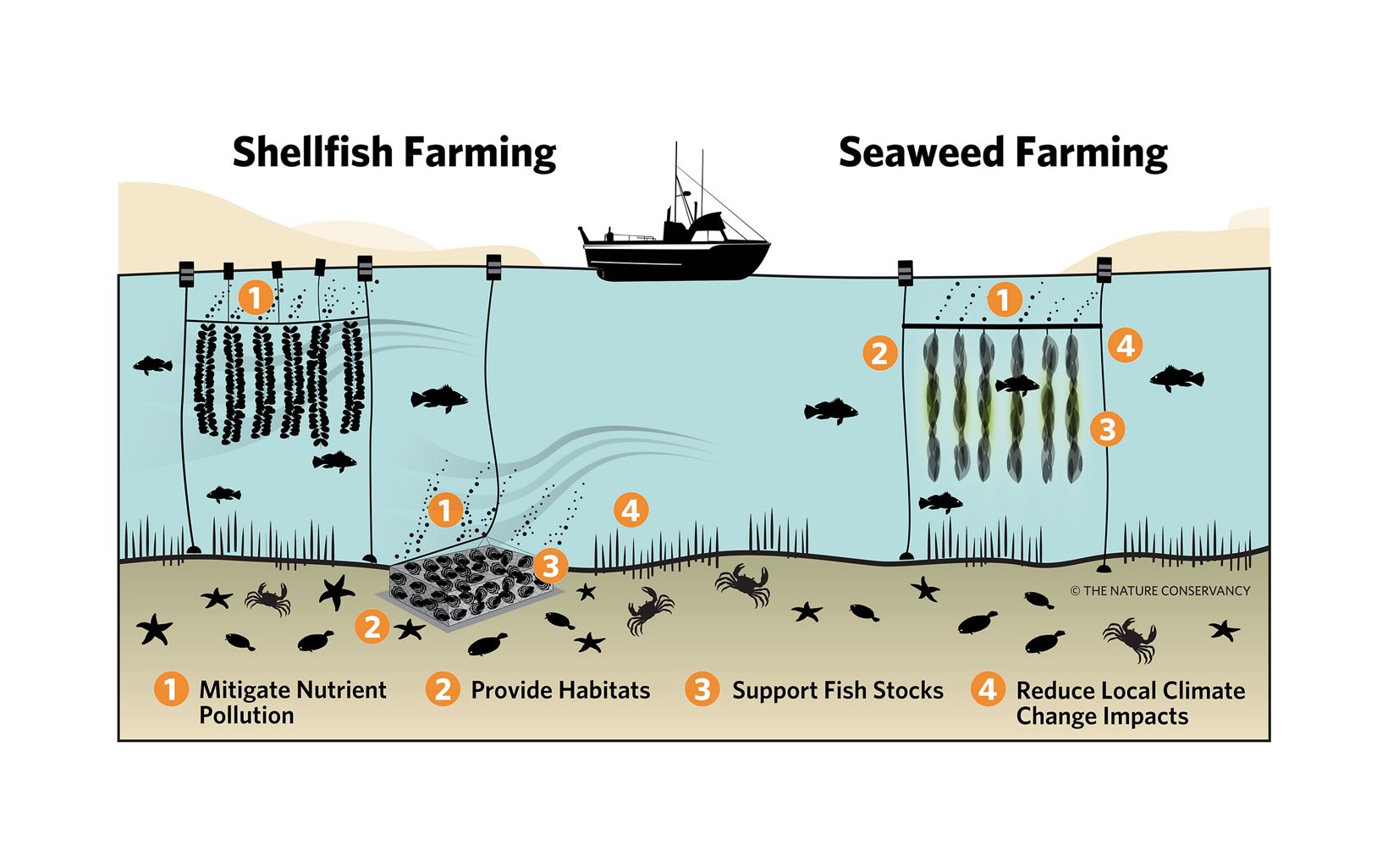1. Seaweed and Bivalve Aquaculture Systems Of the three sectors chosen for deeper analysis, near-shore bivalve production and seaweed aquaculture offers the clearest environmental value proposition. © The Nature Conservancy