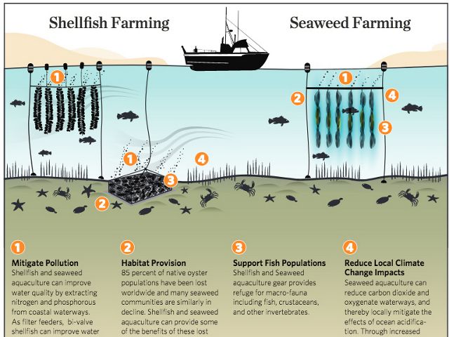 Infographic: Ecosystems benefits of aquaculture. Illustration of how shellfish & seaweed farming help ecosystem recovery.