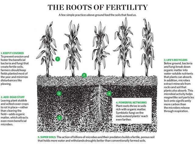 The Roots of Fertility